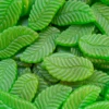 Maycey Old Fashioned Giant Spearmint Leaves