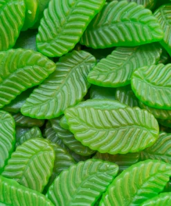 Maycey Old Fashioned Giant Spearmint Leaves